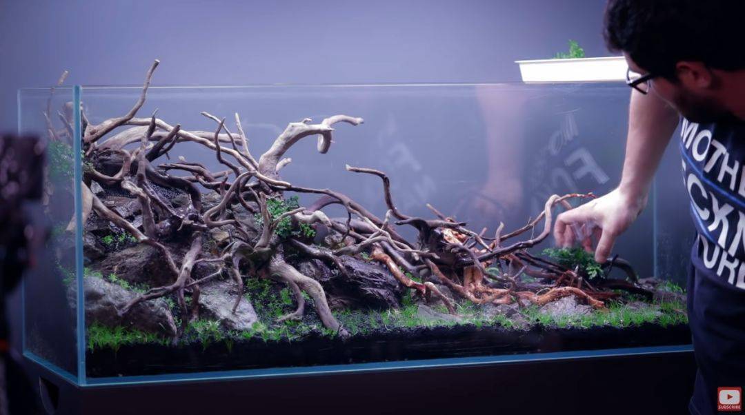 杜鹃根在造景上可以这么玩的