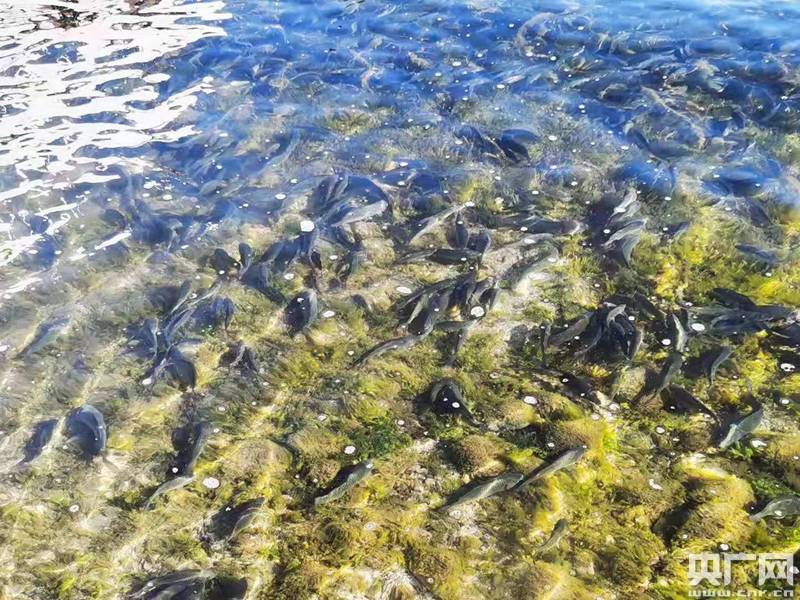 云南玉溪保护土著鱼民3万尾杞麓鲤放归抚仙湖