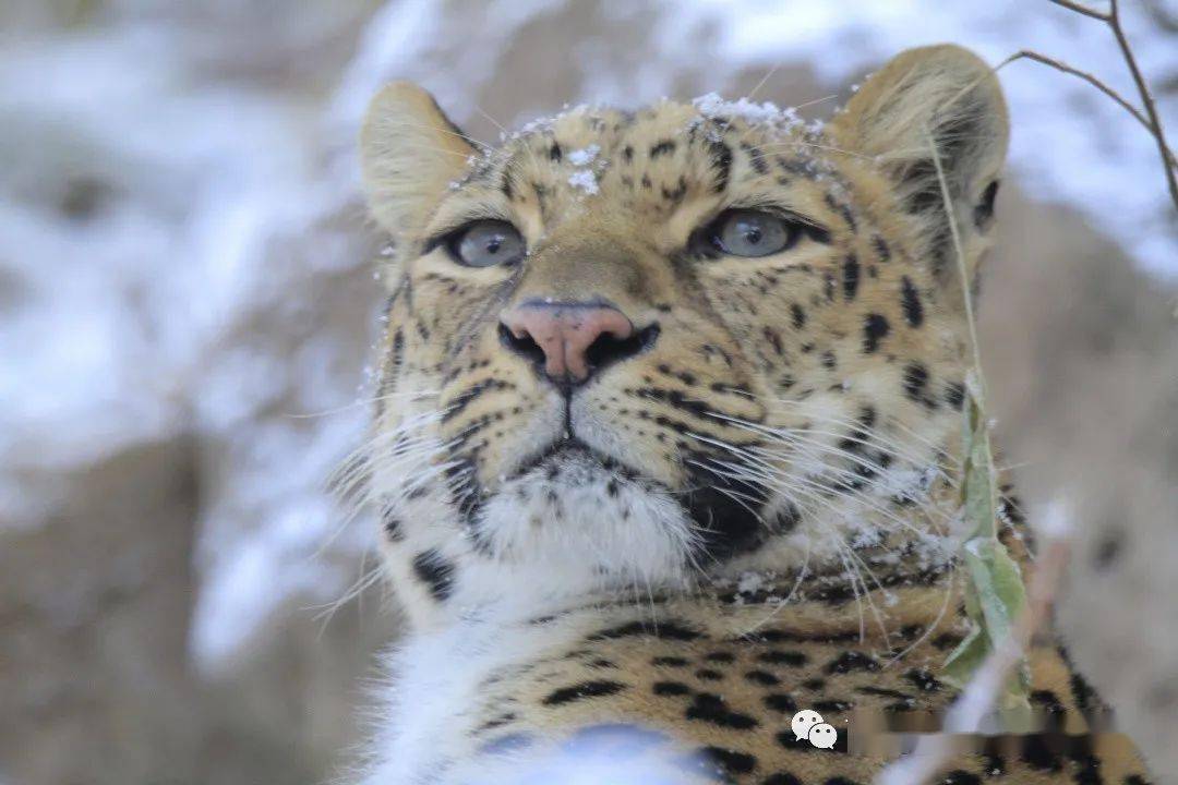 雪中動物大片