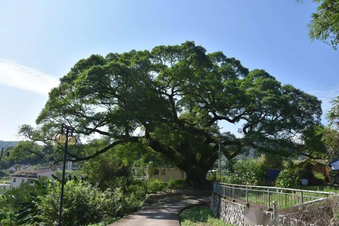 大埔这棵800年古树见证乡村变迁!