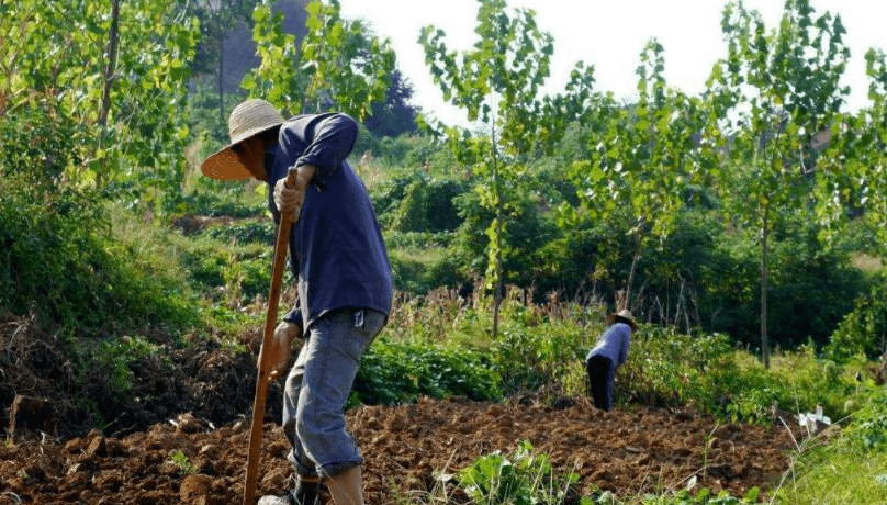提醒2021种田人完了农田6不准违规罚10000关系户都没用一样要抓