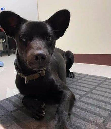 小土狗原本是垂耳,长大后却变成了米老鼠耳朵,网友:难道这就是传说中