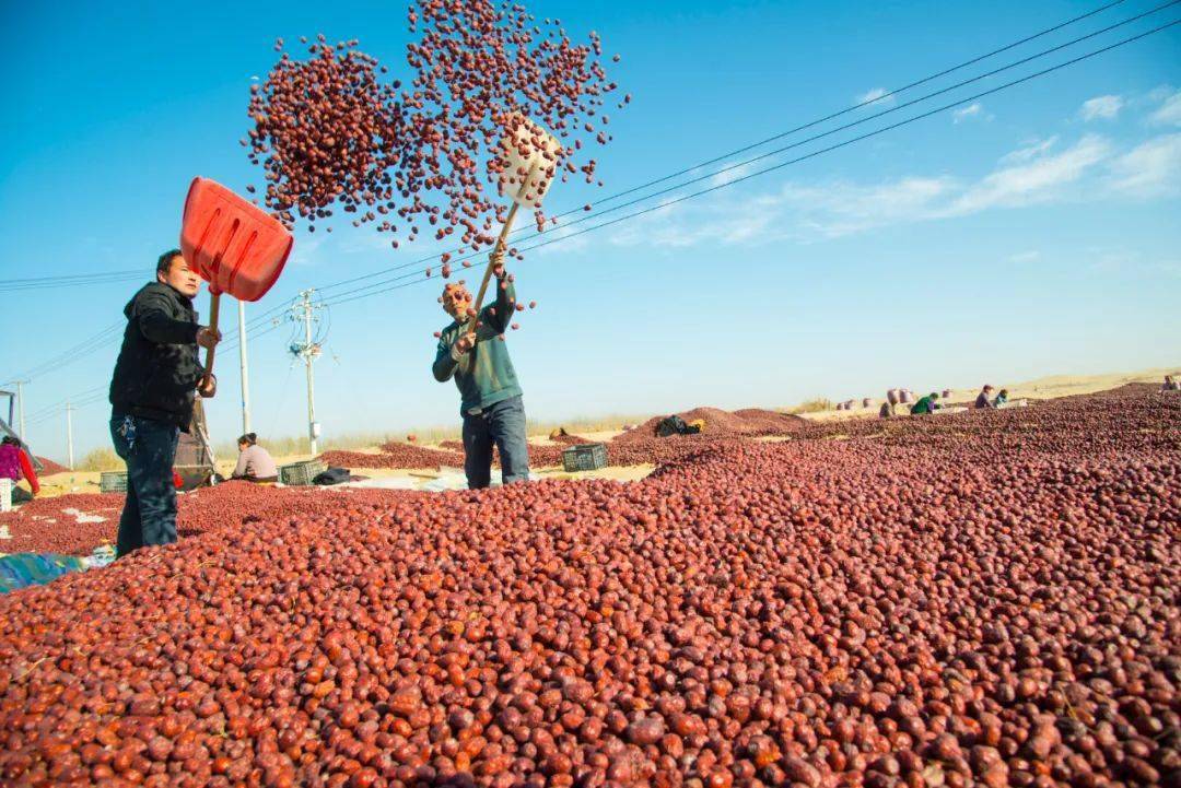 新疆和田2020丰收的喜悦