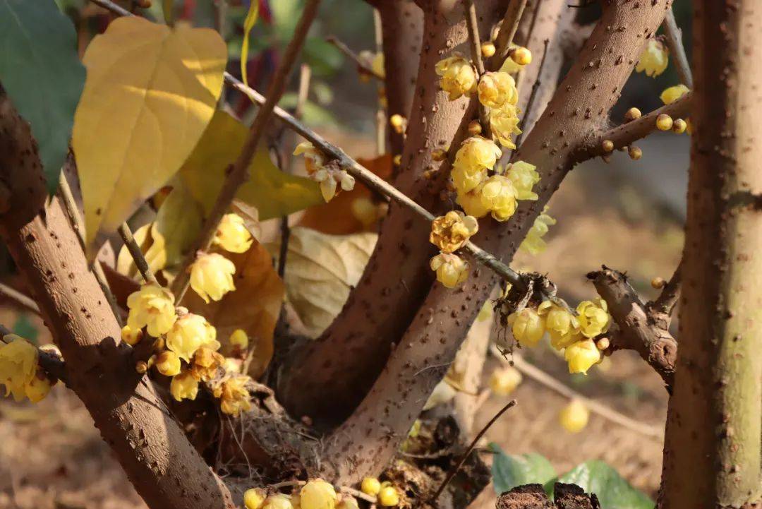 彩色新年:春天还会远吗?_腊梅