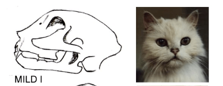 极端的审美追求下的悲剧产物极度短头畸形