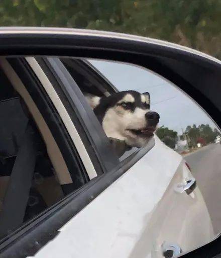 【萌宠】网友开车带哈士奇出门,结果狗子半路却这样睡着了,笑喷!