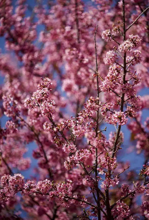 冬未尽春已来攀枝花冬樱花开啦浪漫至极