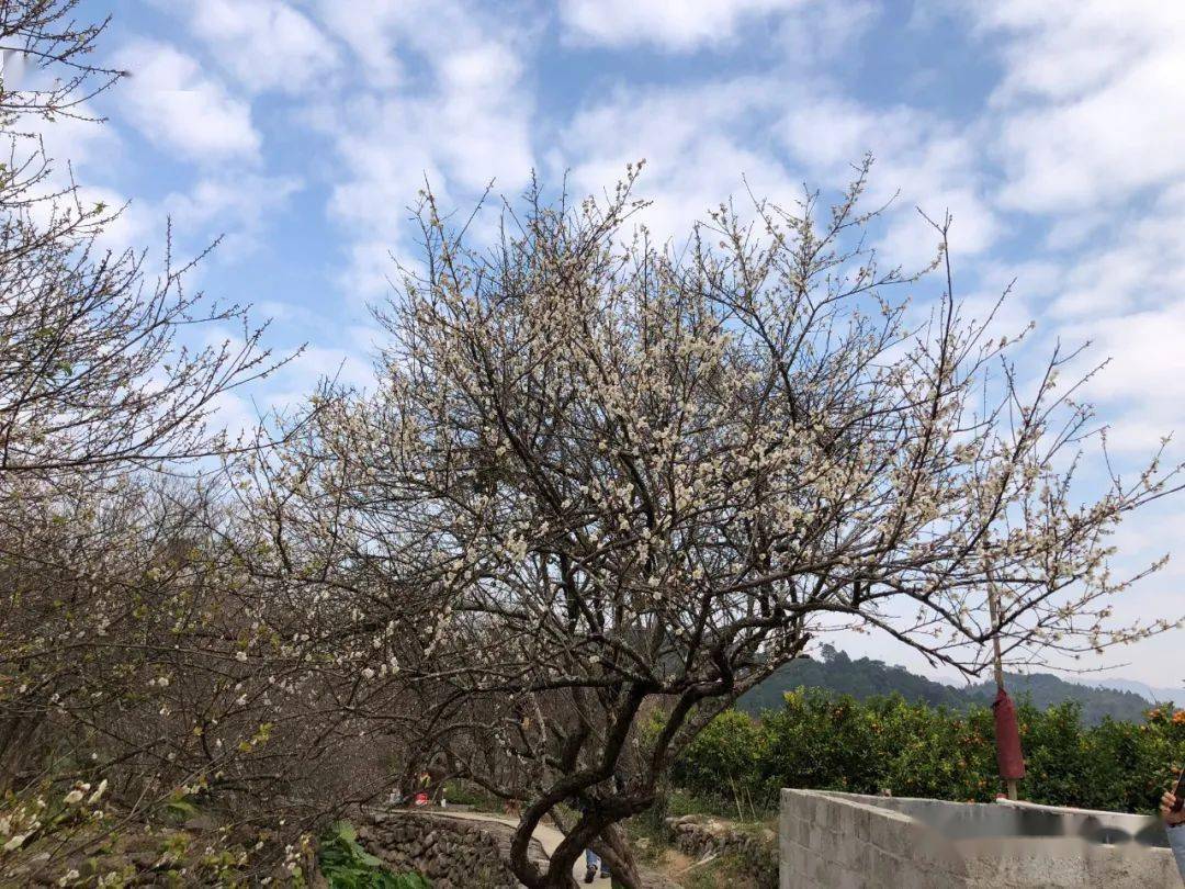 陈平梅花开今日实拍1月7910号发团宾阳陈平乡赏梅花宾州古城摄影一