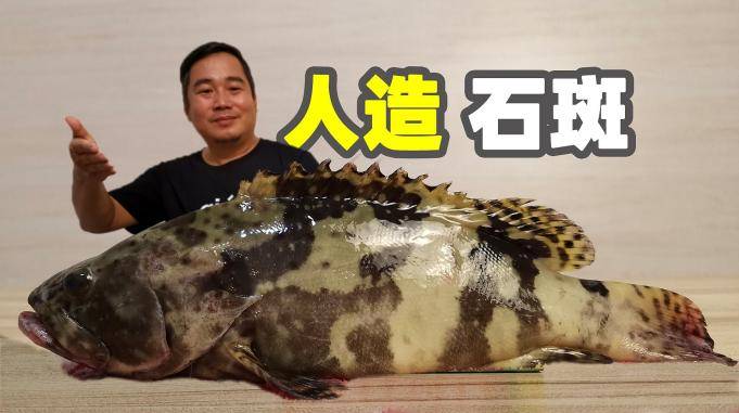 这可能是您吃过最多的石斑鱼但您知道它是科学人造的吗