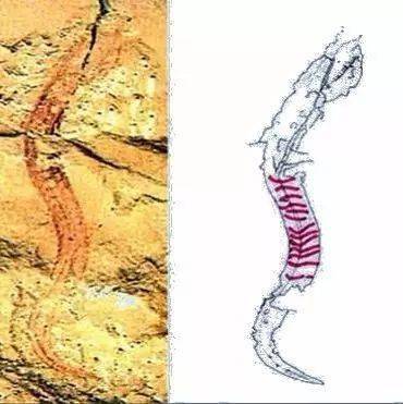 5亿年前的人类远祖