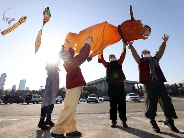 新年牛气冲天!韩国民众放飞"牛"风筝