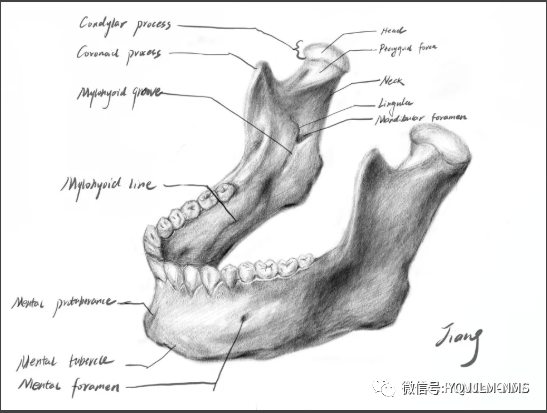 下颌骨手绘图图片