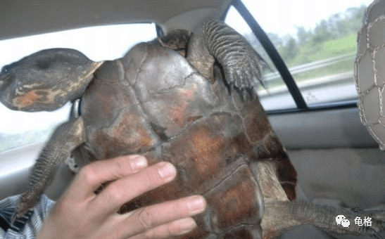 广东黑颈乌龟和广西黑颈乌龟的区别是什么15个金钱龟封面