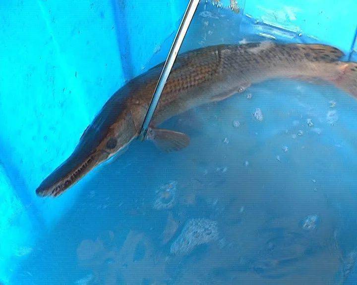 鱼塘里的鱼虾逐渐减少罪魁祸首原来是这条洋鱼