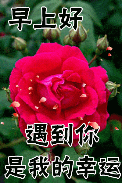 1月4日最漂亮早上好动态表情图片大全,早晨好动图美图大全
