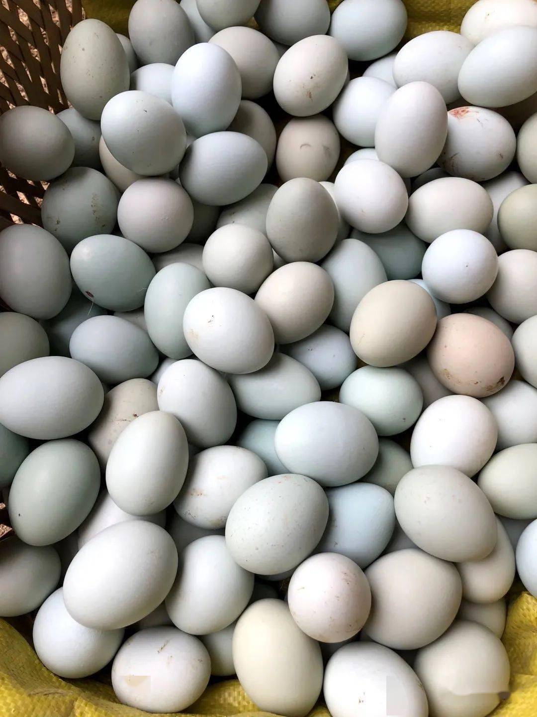 三都:绿壳鸡蛋孵出好日子