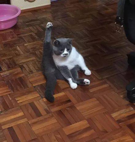 会"一字马"的猫咪,大都是"举足很重"的角色