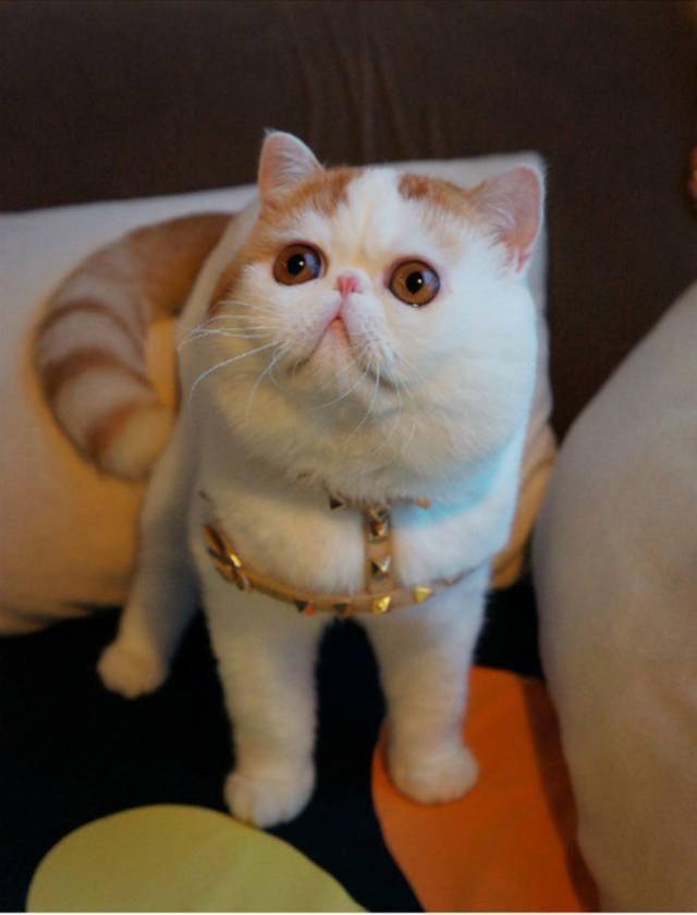 惊艳这只喵竟然长了一张超可爱的大饼脸