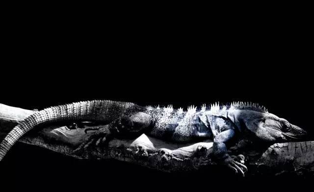 刺尾鬣蜥↓鬃狮蜥↓霸气的绿鬣蜥↓来自非洲的姆万扎平头飞龙蜥蜴.