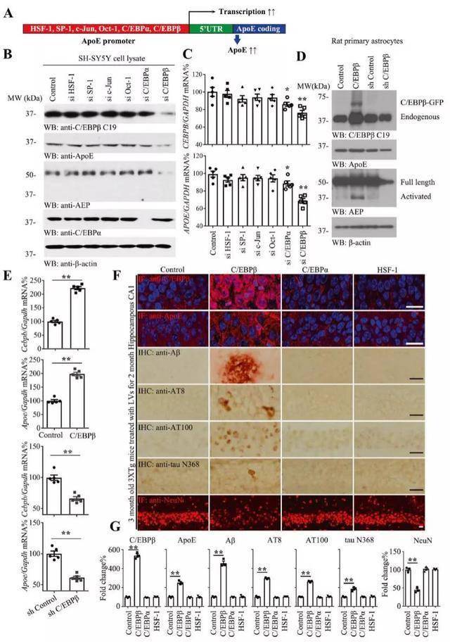 阿尔兹海默症海马ca1区的突触组织的三维分析顶刊导读80期