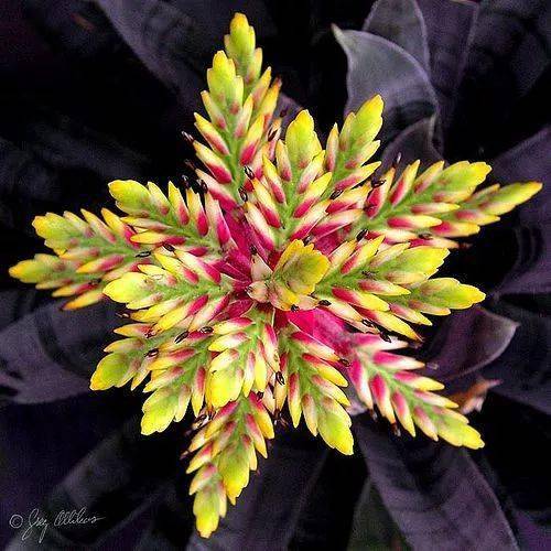 万年古花罕见怒放震撼世人见过一朵算你牛