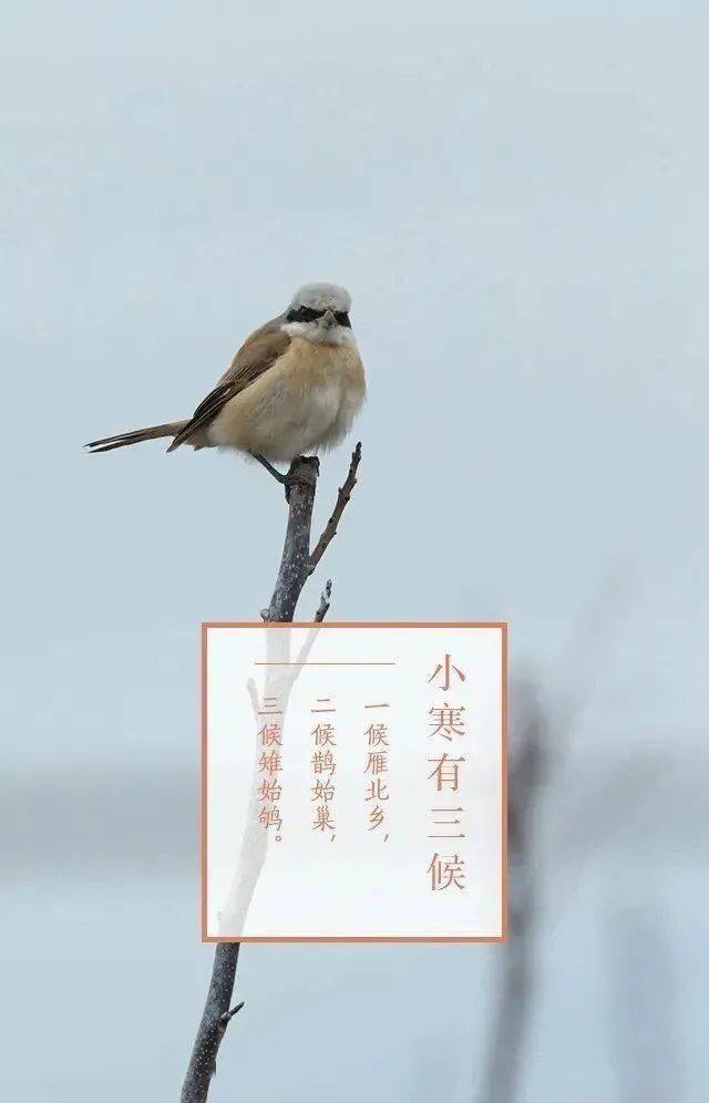 【今日 小寒】小寒到,注保暖