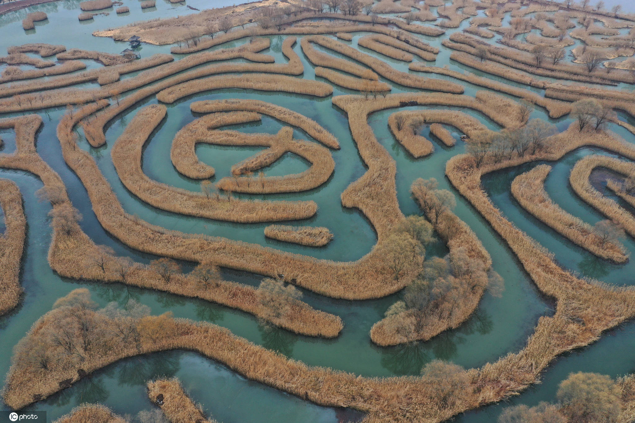 江苏盐城：芦荡迷宫景色迷人 是中国最大水上芦苇迷宫