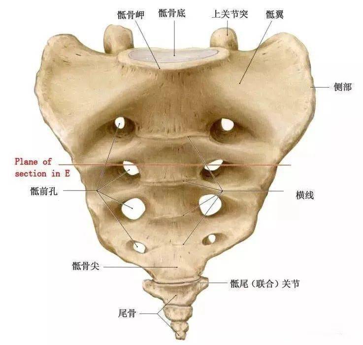 有些腰痛罪魁祸首是骶髂关节,详细解剖结构图文【干货】_尾骨