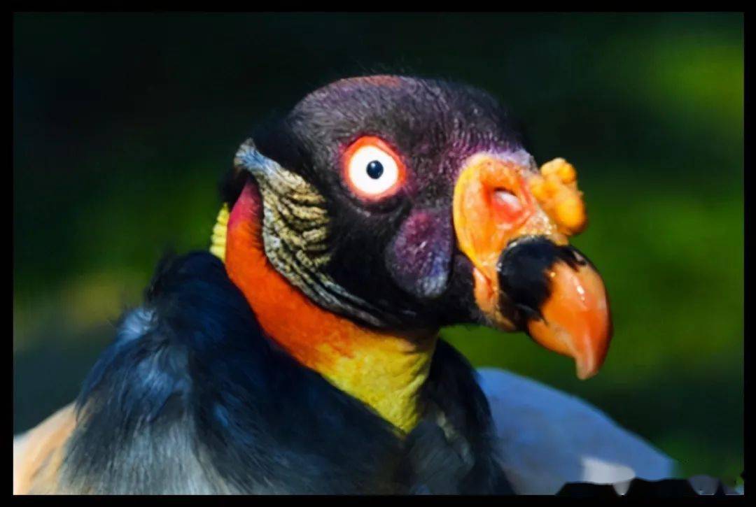 号称众鸟之王的七彩猛禽王鹫却长着一副不太聪明的样子