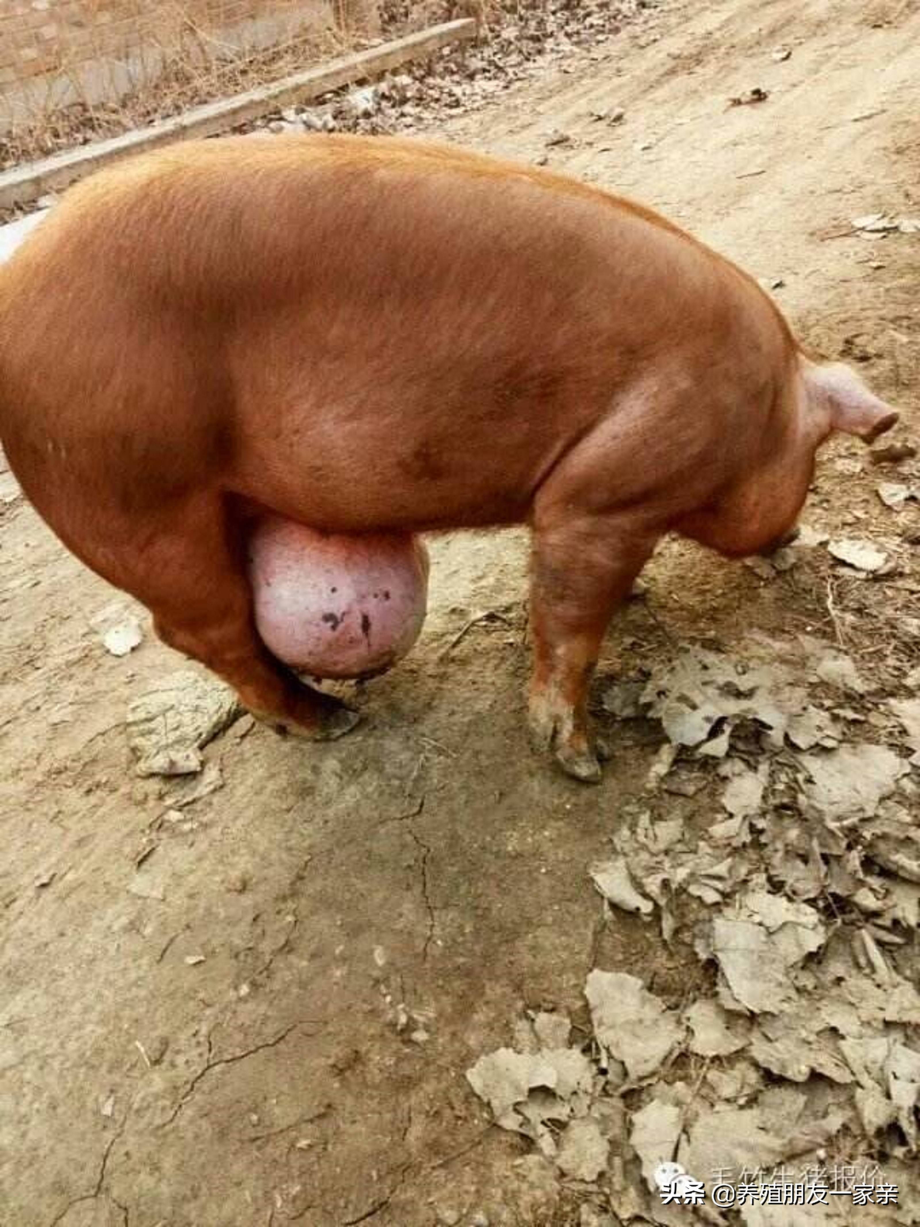 猪阴囊疝图片