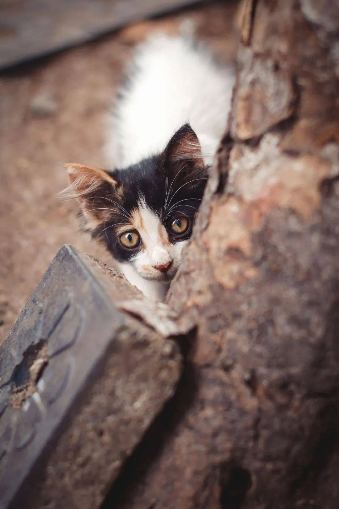 "南大李忠秋团队首次在国家尺度上评估了散养猫和流浪猫对中国野生