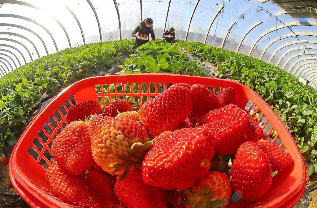 河北秦皇岛：反季节草莓采摘助农增收