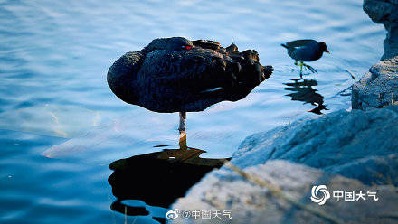 北京圆明园黑天鹅 湖中“起舞” 姿态优雅惹人醉