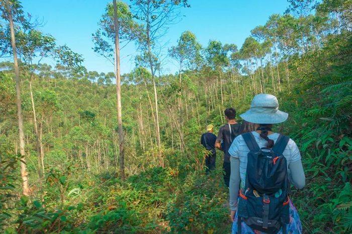 【高明茶山吃鸡行】1.16周六:登高明茶山赏美景 品美味茶山鸡1天行