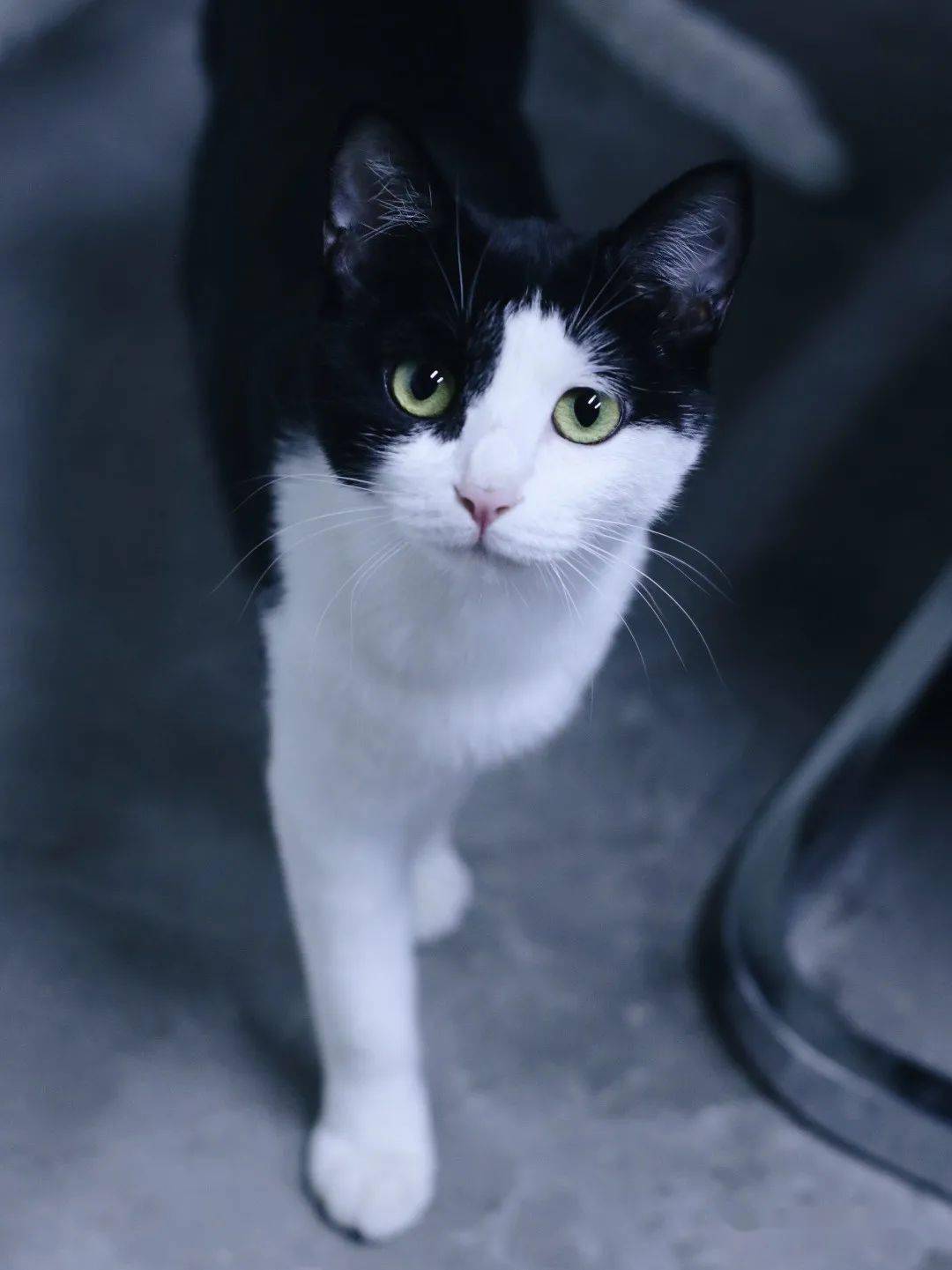 待领养猫cat2171三只无名小猫