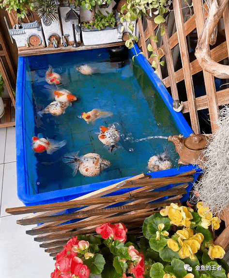 父子10缸,我们为水族狂!_鱼缸