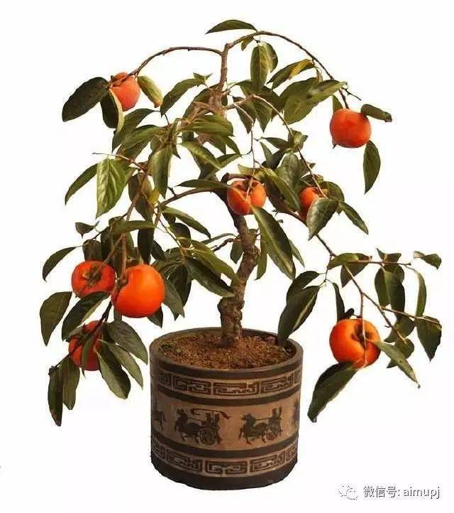 柿子树盆景2年成型挂果这样的好方法你懂吗果树盆景商品化的好途径