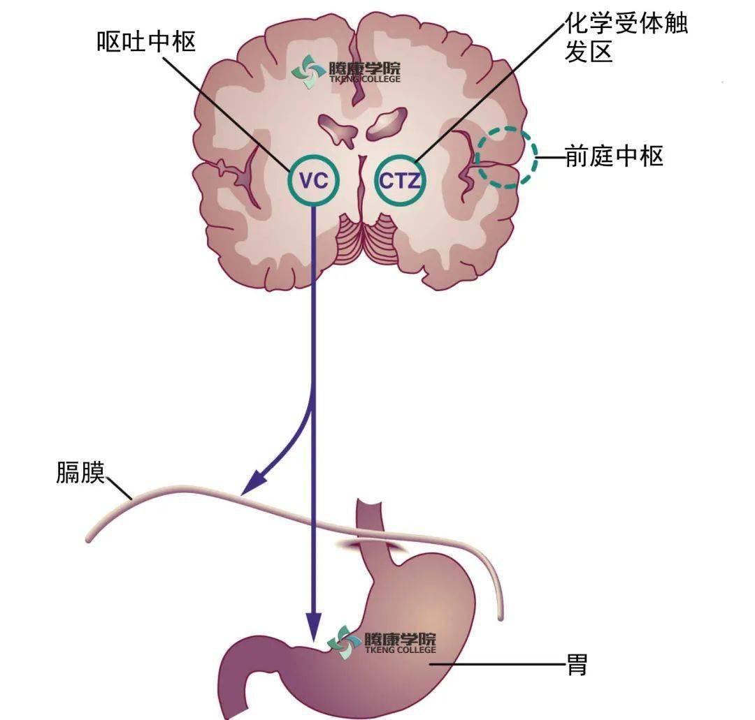 呕吐中枢该中枢与呼吸中枢和心血管中枢在解剖和功能方面有密切联系