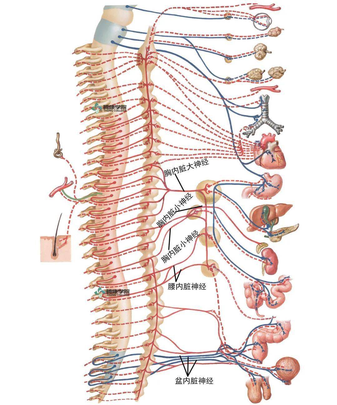 器官内小神经图片