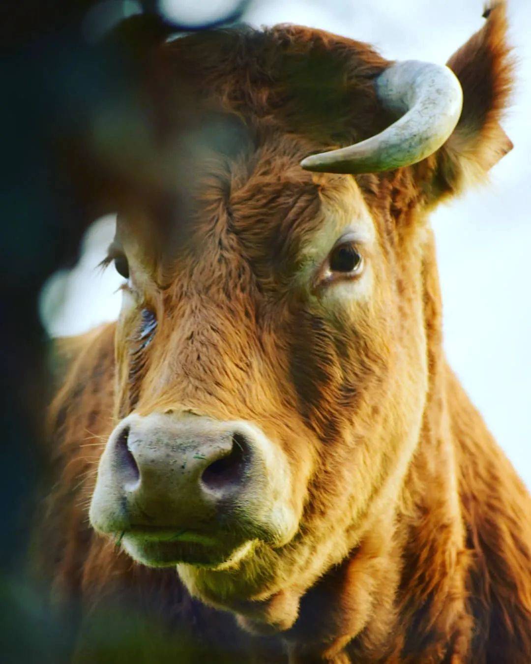 关于牛,全都是好看的!