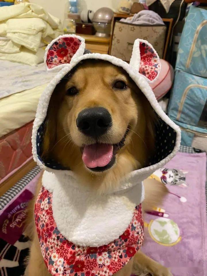 金毛嘴巴紧闭,双眼无辜卖萌:偶可没有偷吃!