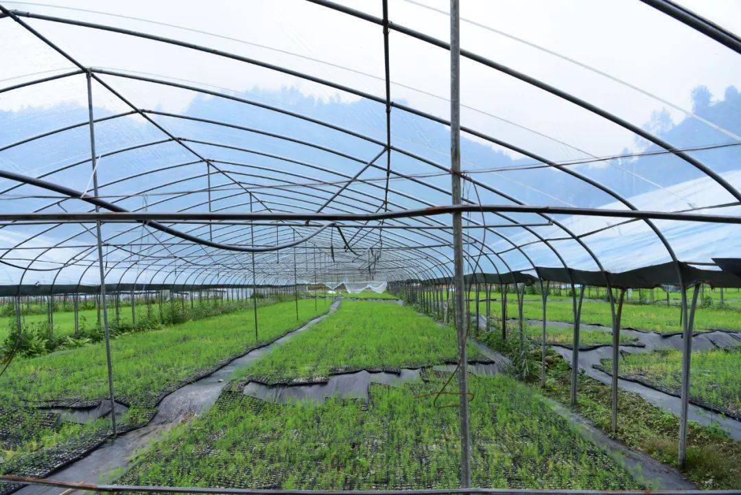 拥跃村芦笋种植基地选强配齐减贫摘帽"好班子"拥跃村位于贞丰县挽澜镇