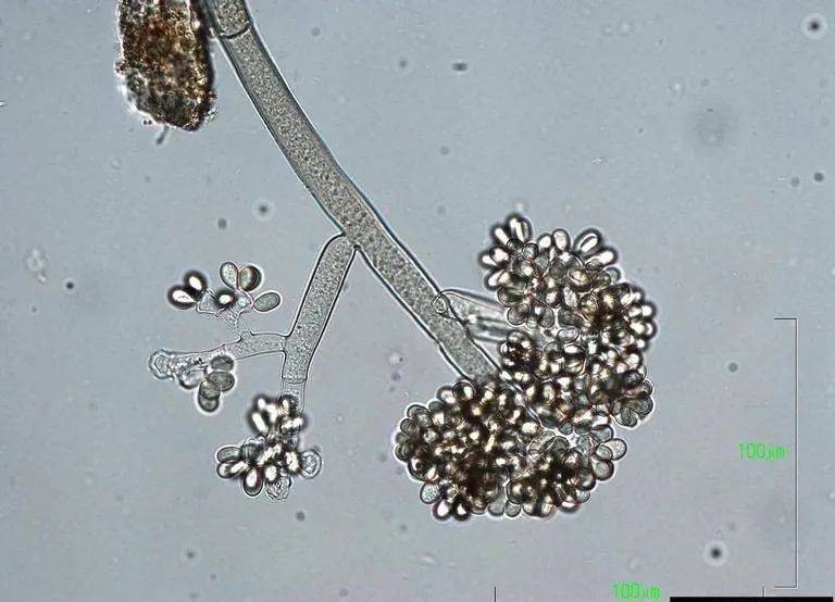 灰霉病为什么越来越难防