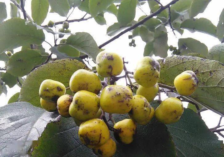 价格上涨:产地批发2元一斤,市价20元一斤,涨了10倍,农民:伤不起_枇杷