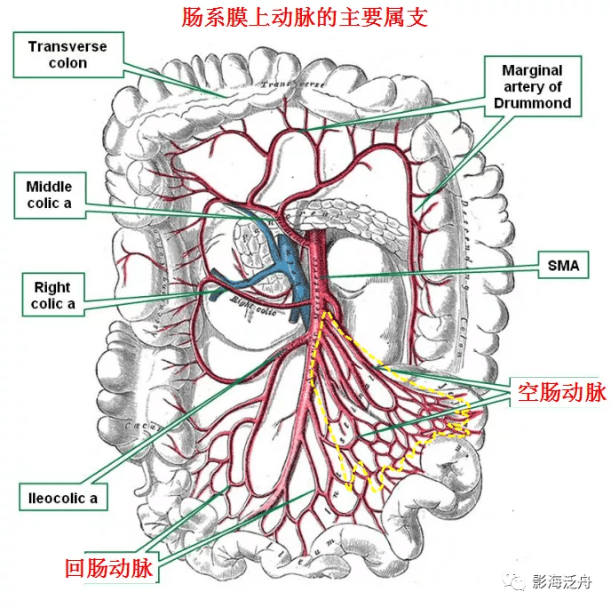 牢记上图sma属支的重要走行特征:空肠动脉分支较多,且向左下方走行(黄