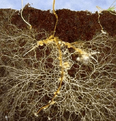 蘑菇千千万这种不一般