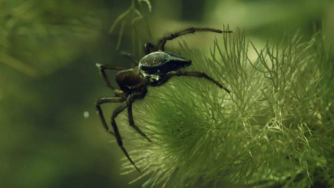 蜘蛛能在水下生存认真的吗