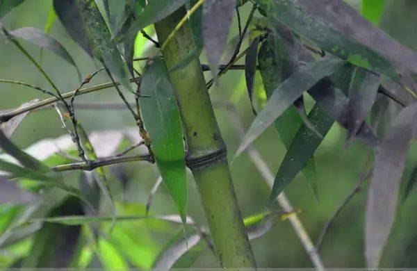 (竹种类)鬼角竹