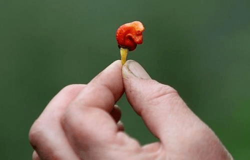 世界上最大花:大王花,高156米,相当于50层楼.