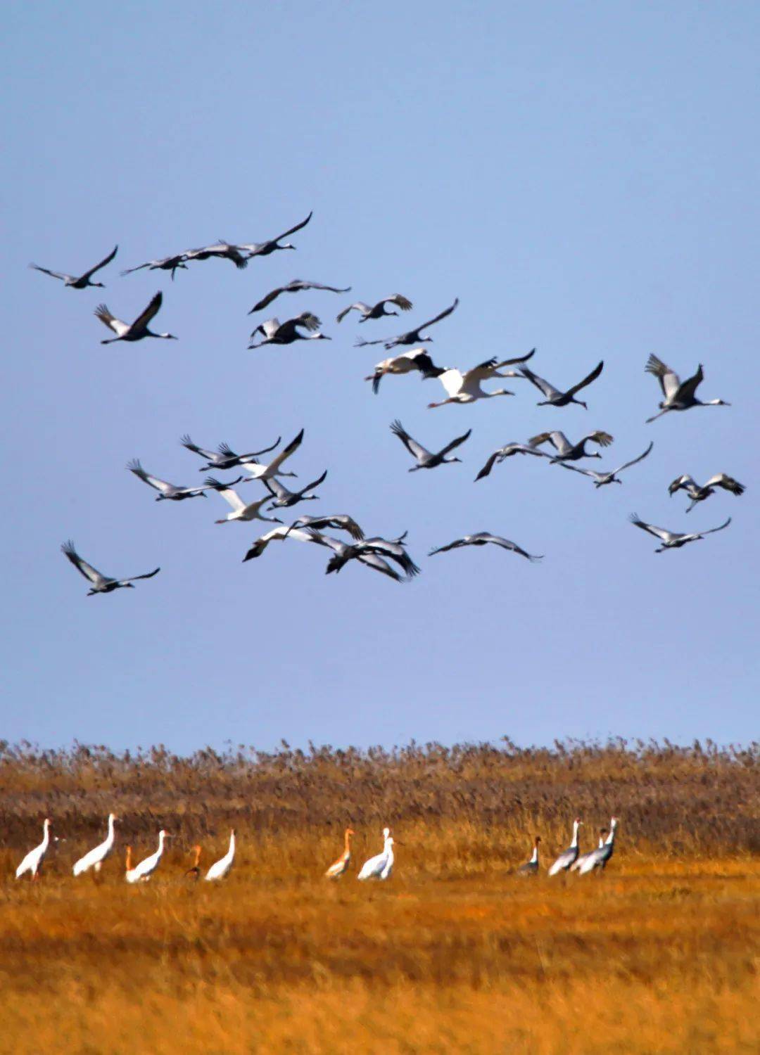 他拍到了群鹤迁徙 , 震撼!_白枕鹤